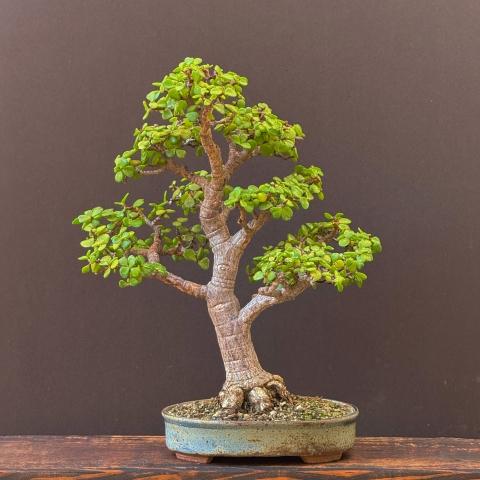 Jade Plant